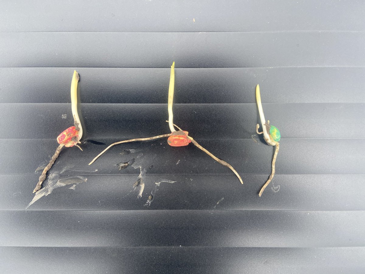 Kyle Owens tweet media