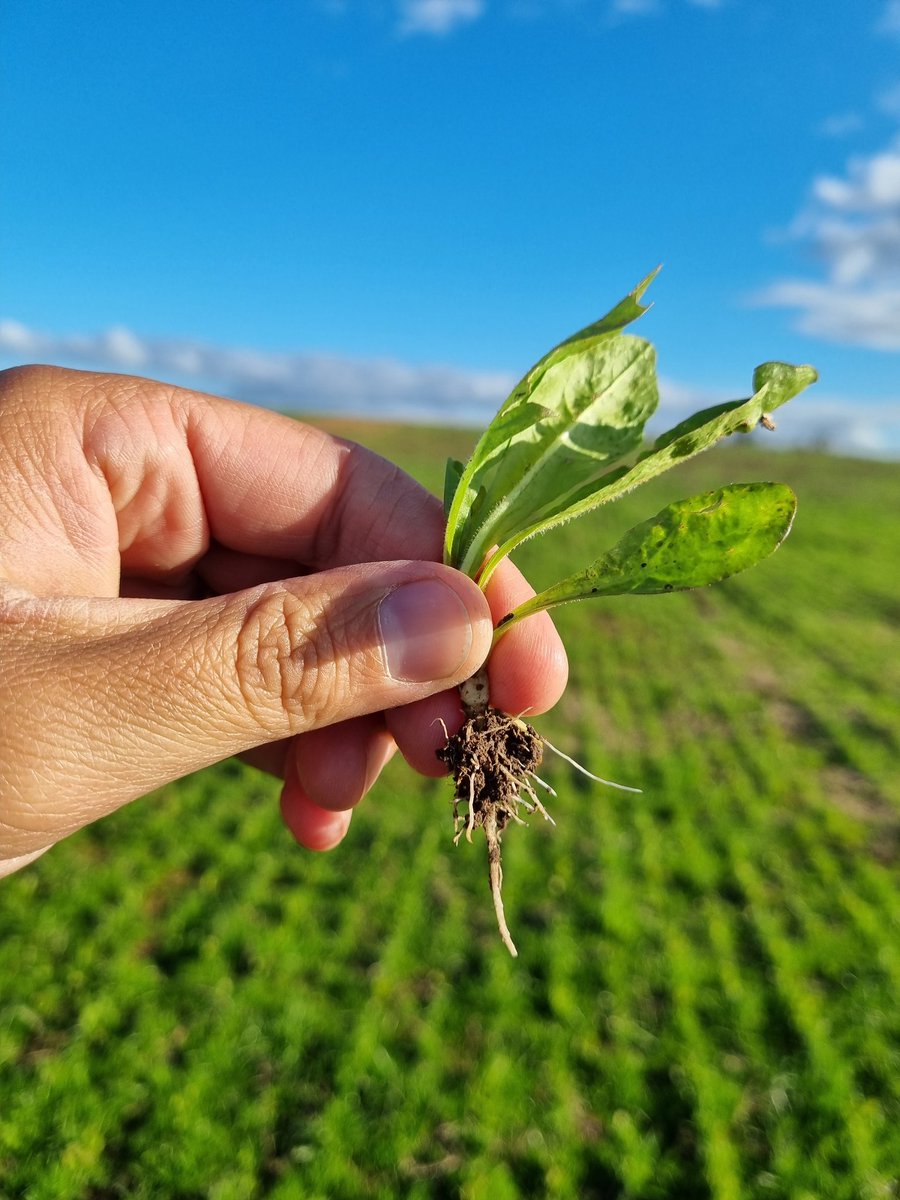 PolachoApolant's tweet photo. A todo motor en el Este. A plena cosecha de soja, sorgo y ya con un 95% del arroz cosechado! 👏 ¡Faltan #camiones! Recorriendo pasturas, evaluando implantaciones, etc. Chacras con ⬆️presión de #PoaAnnua.
#RoyalQ200 #FestucaMalma
#AchicoriaPanther #SorgoADV1350IG
@GentosUy https://t.co/0aE0p3Akjk