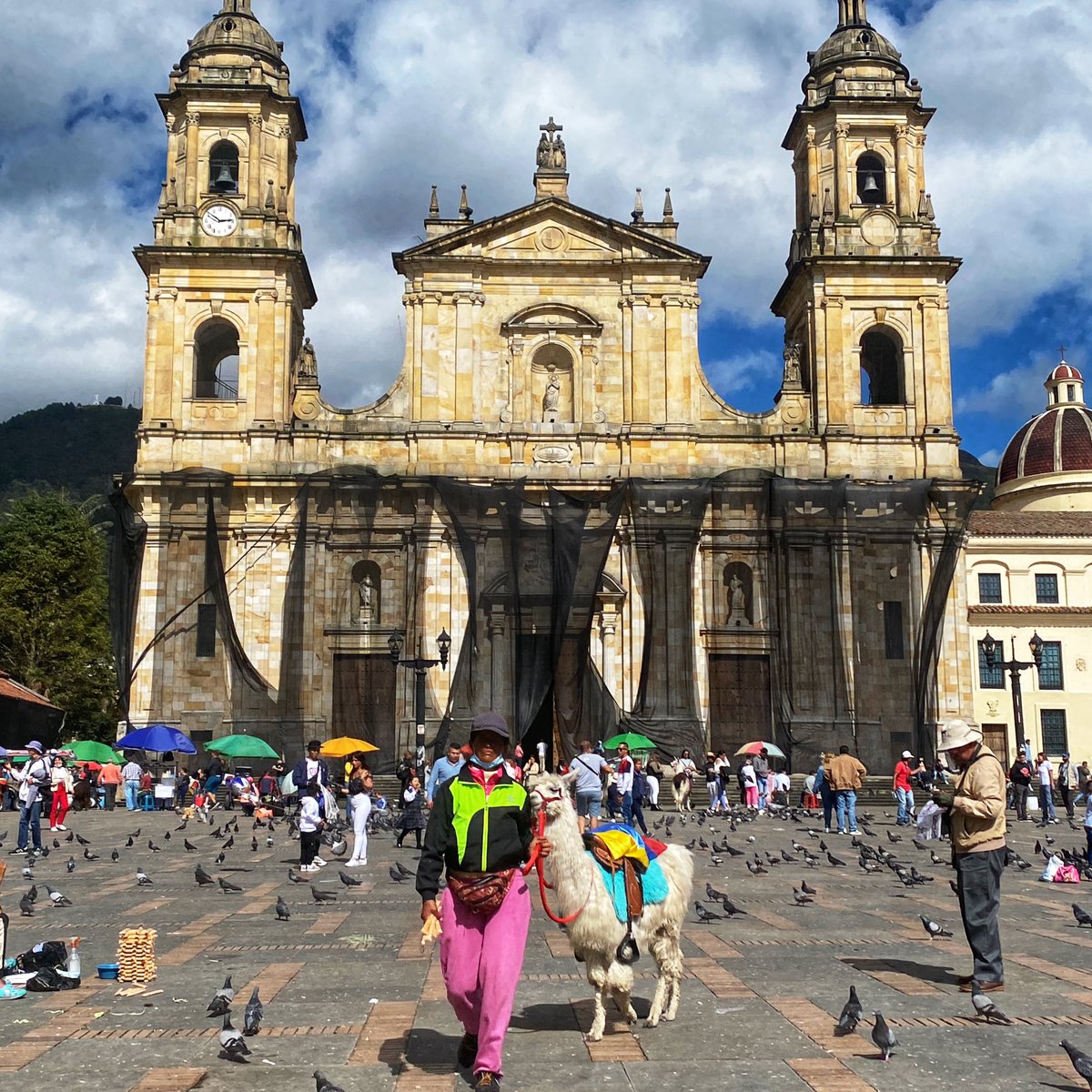 AmigosAndiamo's tweet photo. You gotta love a llama 🦙😍🇨🇴 #plazabolivar #botoga #colombia #llama #travel #adventure https://t.co/d7RsZI0wjF
