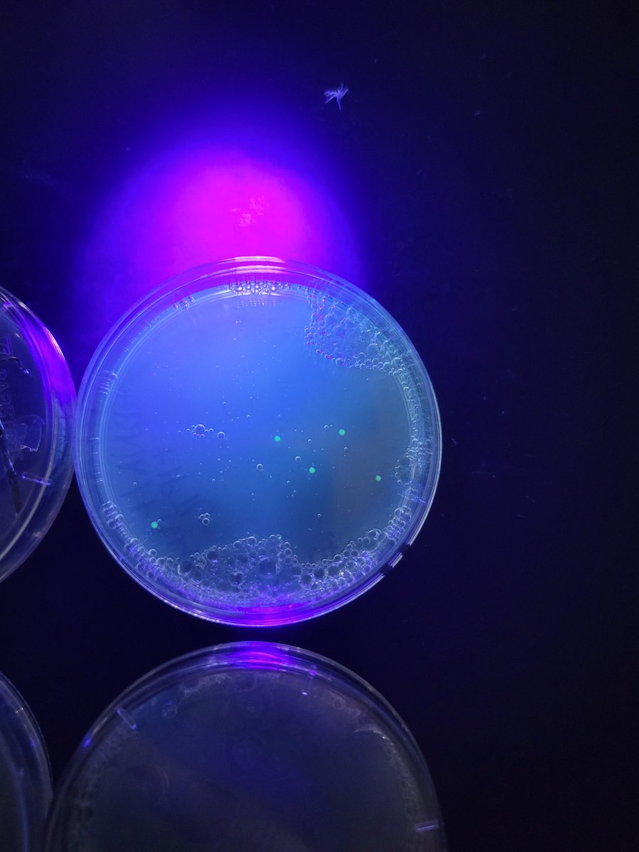 HawleyScience's tweet image. Thank you @edvotek for the #gifted  lab kit in return for an honest review. My PLTW Biomedical Innovations students enjoyed learning about gene editing in the context of medical research. We had one success out of 10 tries. Pretty good for our first time editing genes!