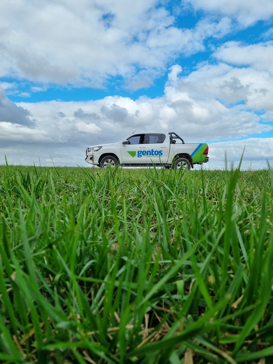PolachoApolant's tweet photo. A todo motor en el Este. A plena cosecha de soja, sorgo y ya con un 95% del arroz cosechado! 👏 ¡Faltan #camiones! Recorriendo pasturas, evaluando implantaciones, etc. Chacras con ⬆️presión de #PoaAnnua.
#RoyalQ200 #FestucaMalma
#AchicoriaPanther #SorgoADV1350IG
@GentosUy https://t.co/0aE0p3Akjk