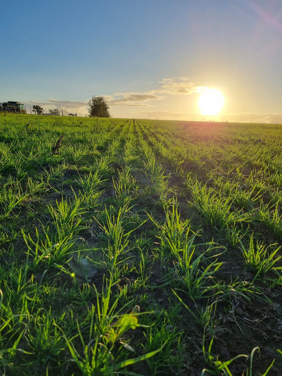 PolachoApolant's tweet photo. A todo motor en el Este. A plena cosecha de soja, sorgo y ya con un 95% del arroz cosechado! 👏 ¡Faltan #camiones! Recorriendo pasturas, evaluando implantaciones, etc. Chacras con ⬆️presión de #PoaAnnua.
#RoyalQ200 #FestucaMalma
#AchicoriaPanther #SorgoADV1350IG
@GentosUy https://t.co/0aE0p3Akjk