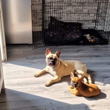 #Stolen (4/5/22) #Tipperary #Town Two #frenchbulldog 
@DogsTrust_IE @MissingDogsIrl @StolenNi @TipperaryLive @TipperaryCoCo @TippFM @TippfootballGAA @ISPCA1 @GardaTraffic @Tipperarytown @TipperaryGAA @TTownfc @EMLYGAA  @irishdogs @rosiedoc666 @DogLostUK #help #share #Ireland