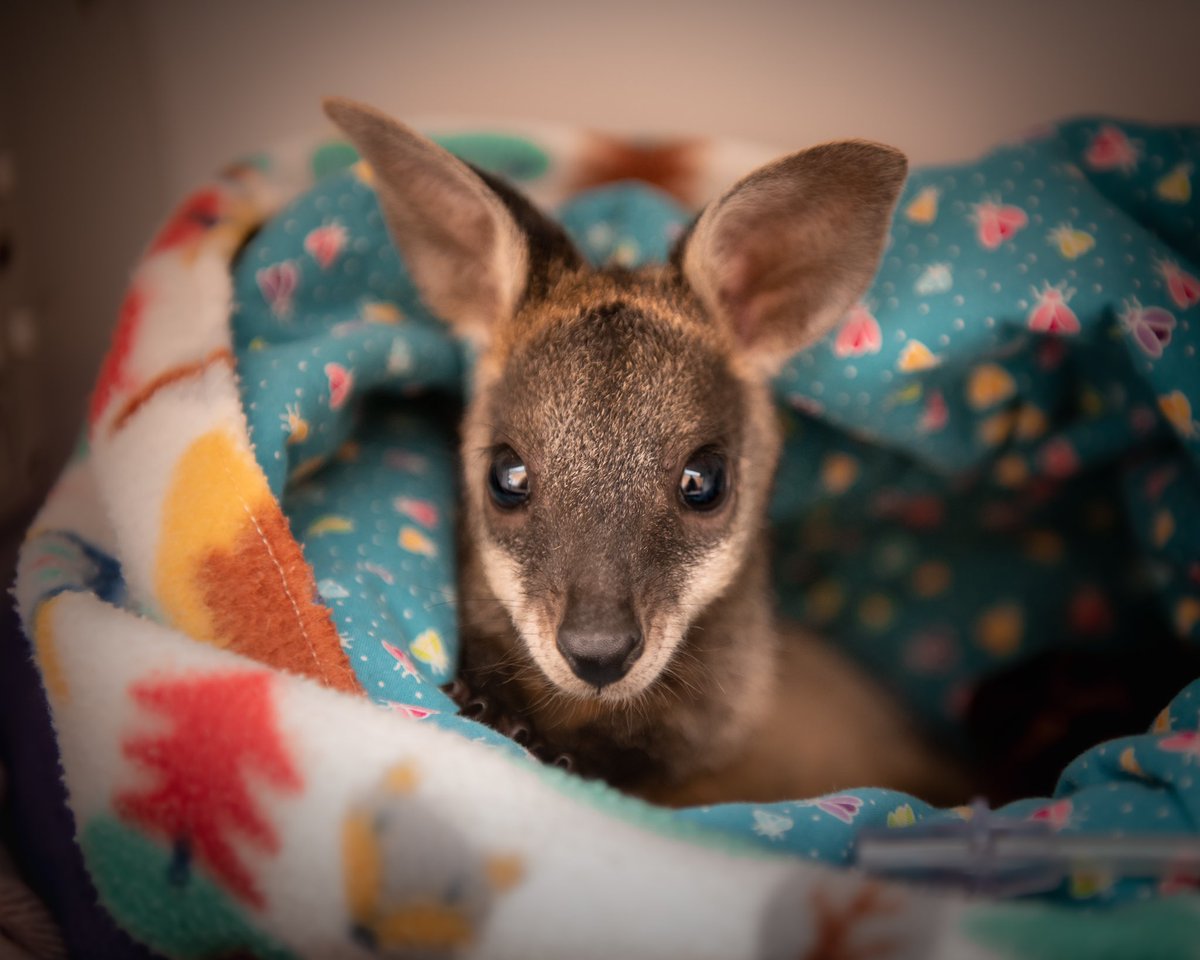wildwarriors's tweet photo. It was Steve's dream to create a world where humans and wildlife would harmoniously coexist. We're delighted to launch the Wildlife Warriors NFT project with Meadow Labs and Algorand, the world’s first carbon-negative blockchain. For a VIP access, visit https://t.co/KmUkAglBsx. https://t.co/0ZSyQR4RPW