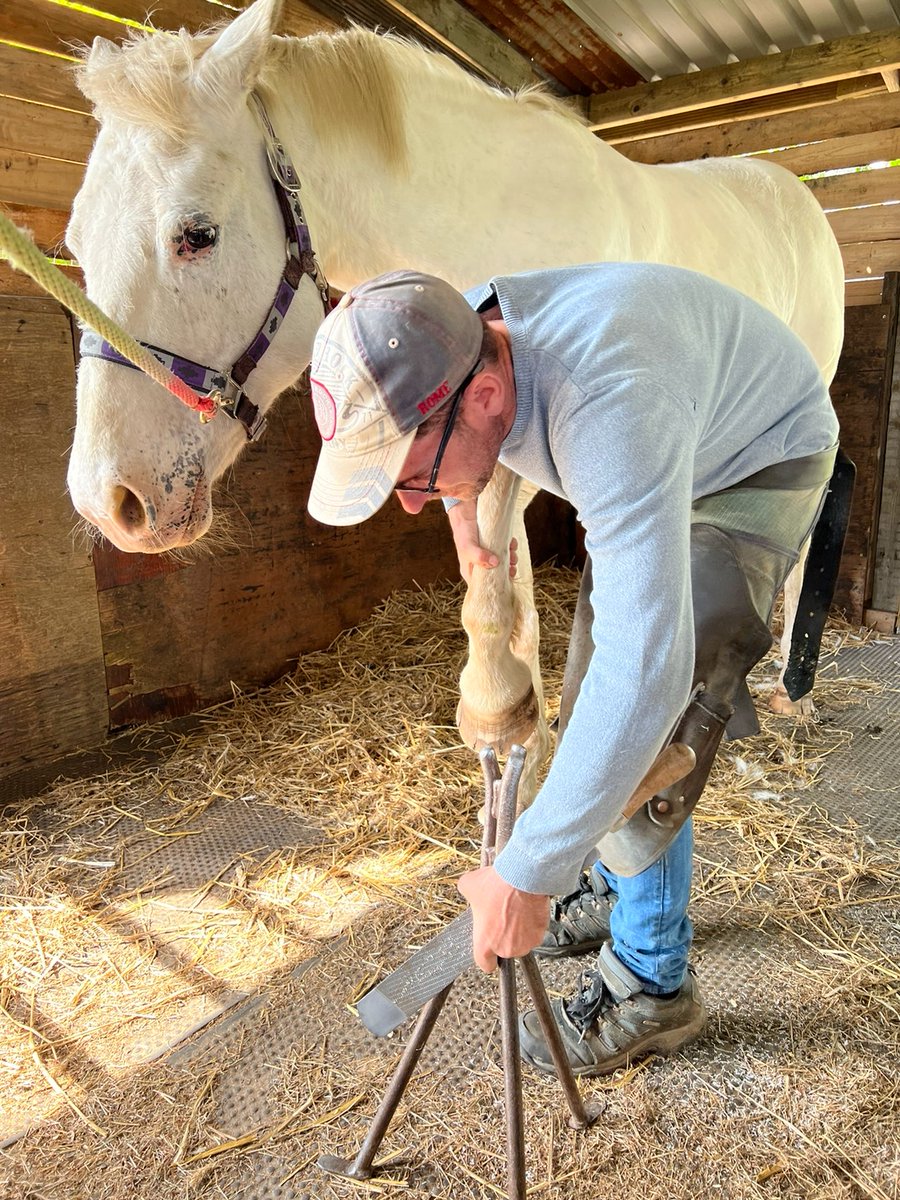 CountryCornerUK's tweet photo. Pedicure for Lacey and Tango today. https://t.co/AdouTLirBO