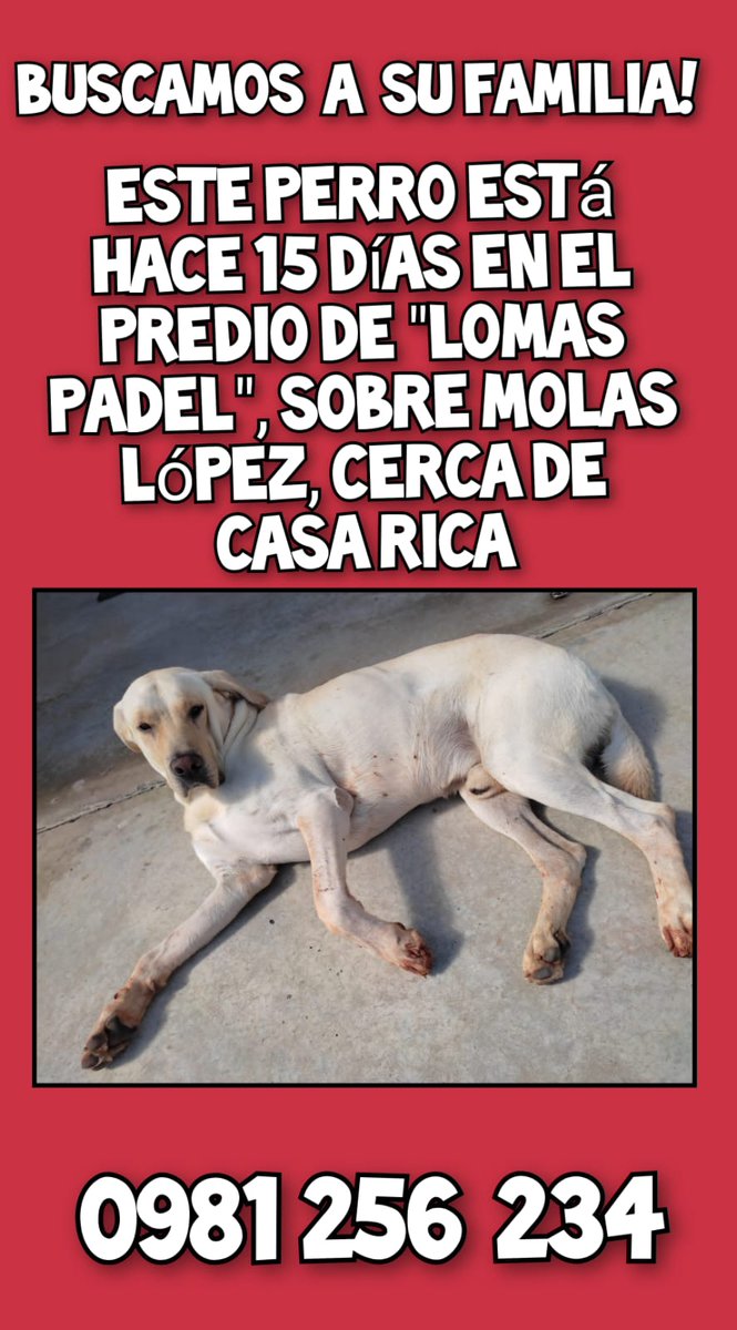 Ref_AdriMoreira's tweet photo. 📢📢 nos dan una mano🐾‼️❓️ https://t.co/RAsR1bvbYw