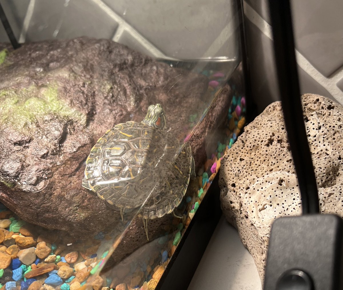 Mrs_Toure1's tweet image. Using pictures of our turtle to review reflection and refraction! @popepanthers @CFISDScience