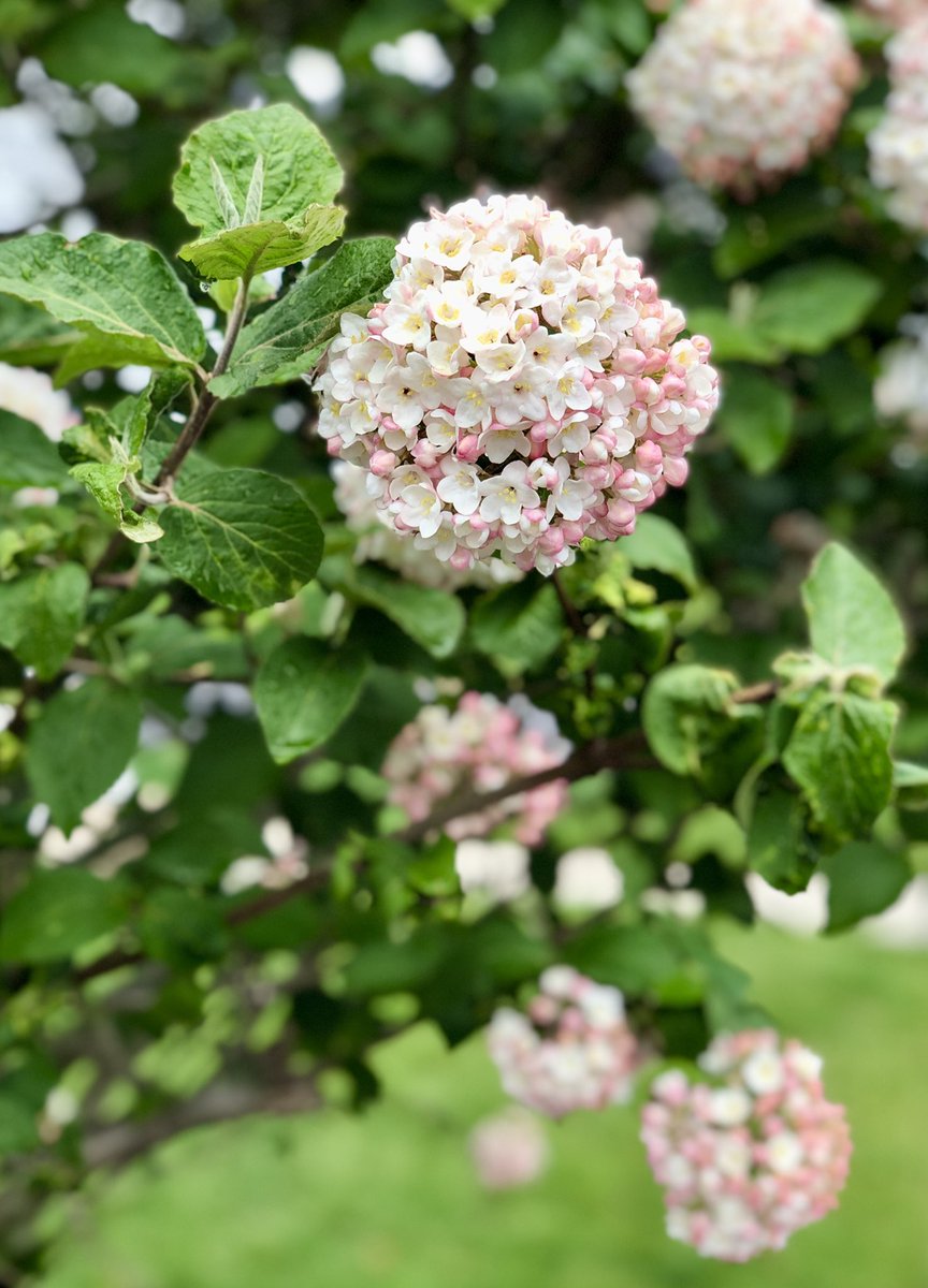 I wish there was a scratch and sniff version of social media. The scent of this flower is AH-MAZING!! I wait all year for this tree to flower. #bloom #viburum #GardeningTwitter #flowerphotography #photooftheday