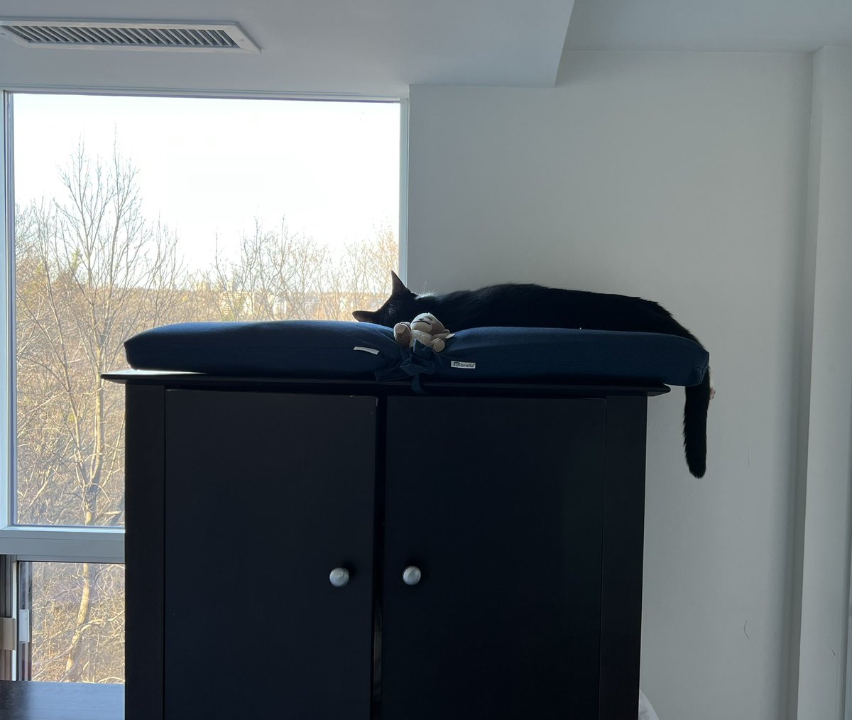 Super tired cat #CatsOfTwitter
