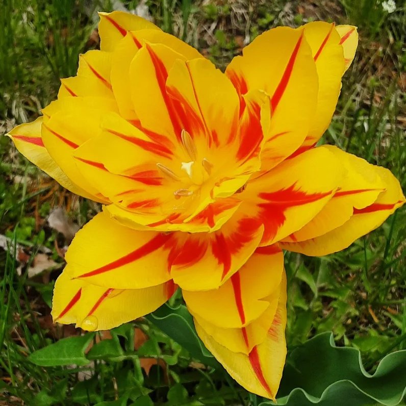 Frédéric Venne, EAO tweet media