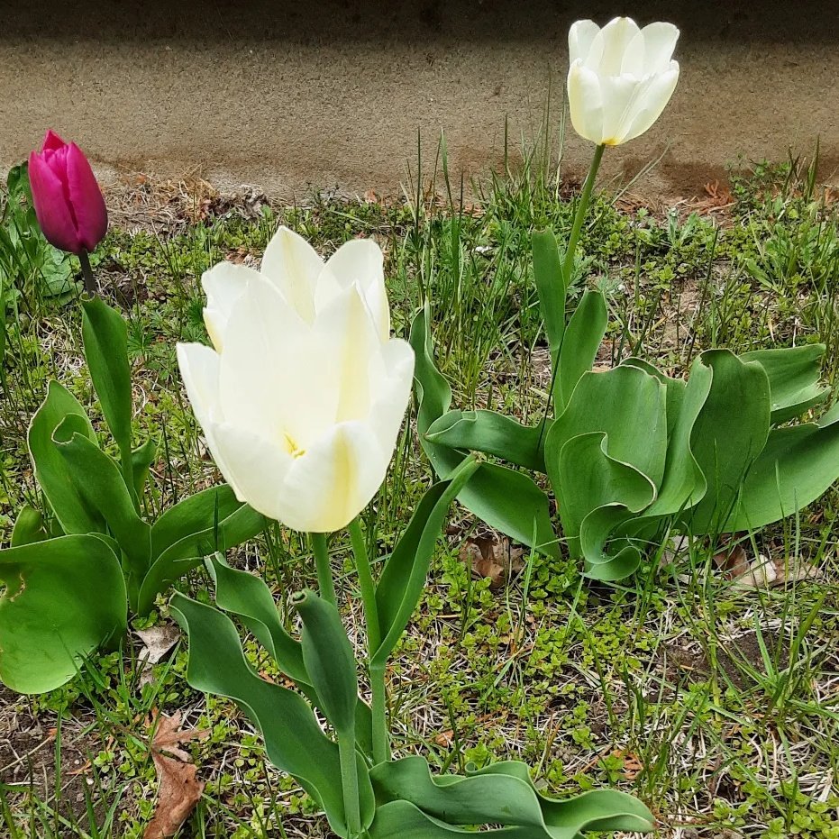 Frédéric Venne, EAO tweet media