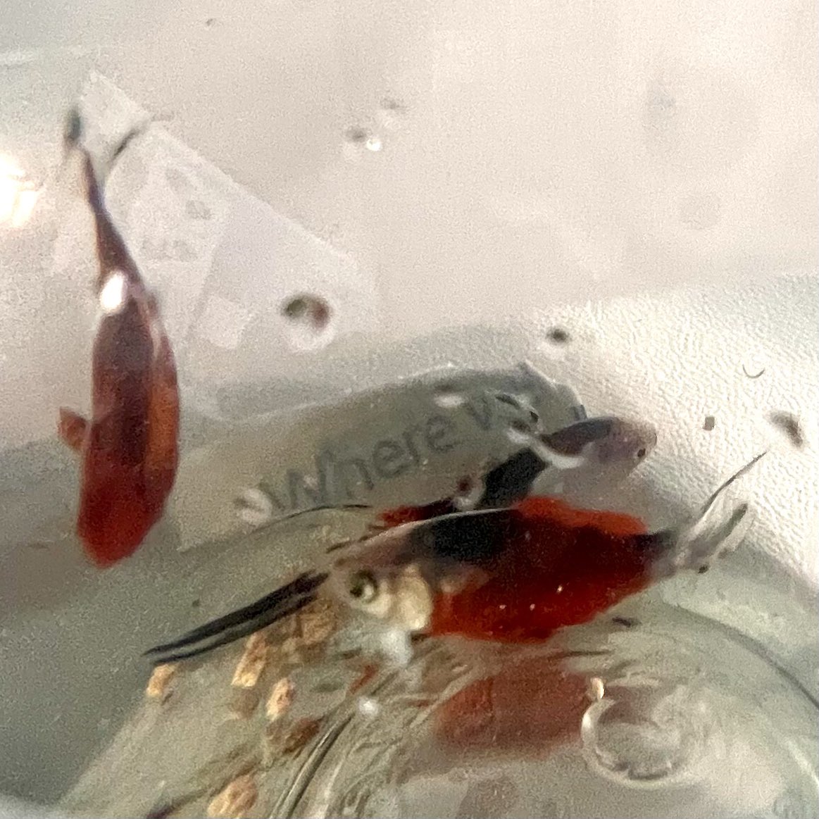 David Tze, CEO, NovoNutrients (@davidtzenn) on Twitter photo Goldfish fed “feed from CO2” by <a href="/NovoNutrients/">NovoNutrients: food & feed from CO2™</a> at #ignite22 #aquaculture #alternativeprotein Goldfish fed “feed from CO2” by <a href="/NovoNutrients/">NovoNutrients: food & feed from CO2™</a> at #ignite22 #aquaculture #alternativeprotein