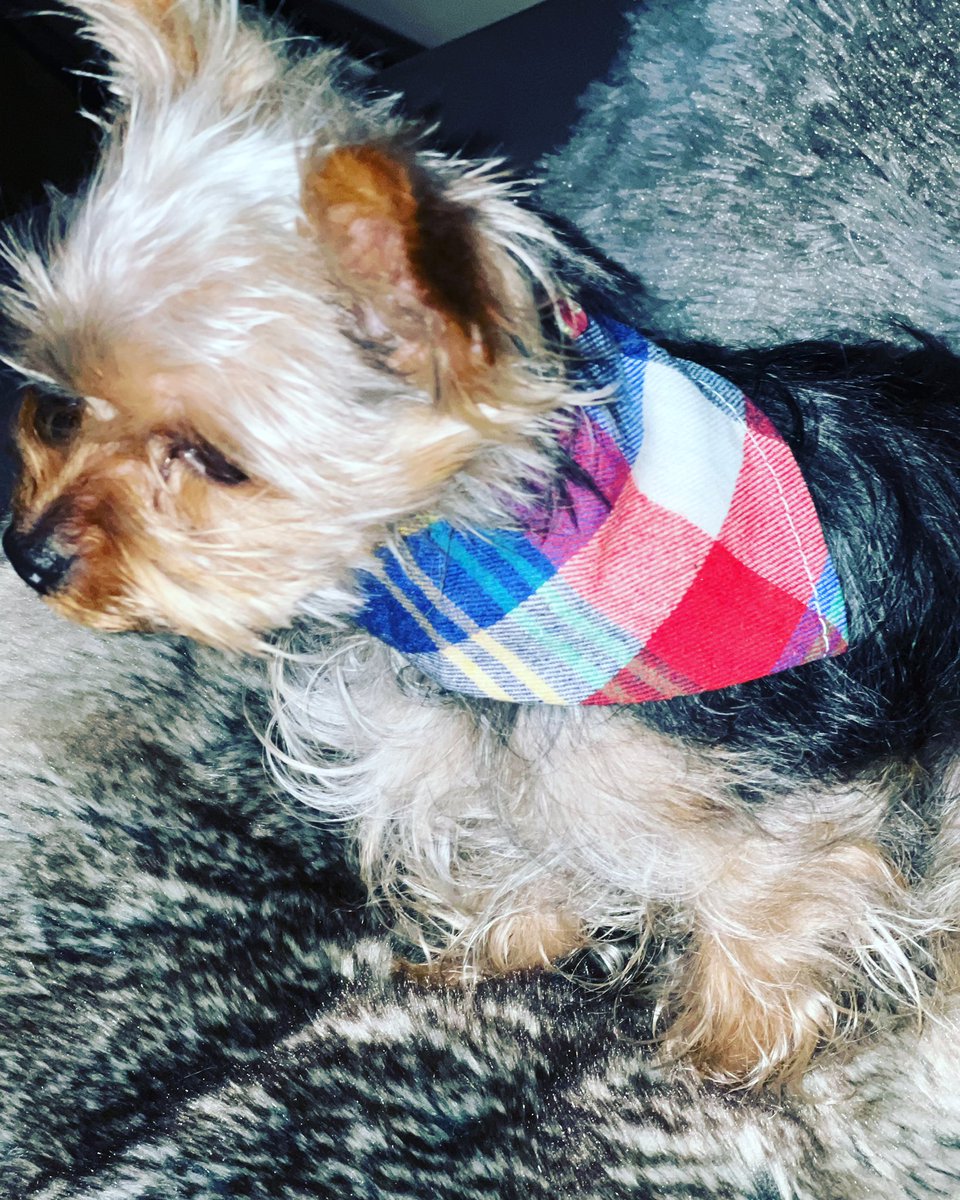 Put your logo on custom pet bandanas! They will be seen everywhere! #brandwhat #brandthis #petbandanas #mansbestfriend #teacupyorkies