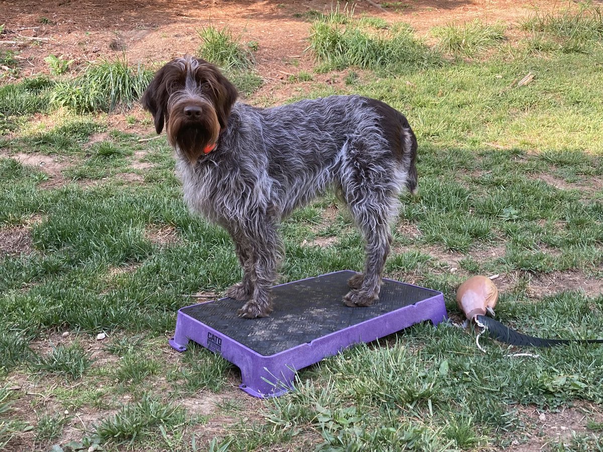 clemweld's tweet image. Paxi running through her drills. #versatiledog