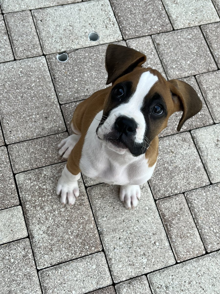 rip687's tweet photo. Boss is 9 weeks old. #boxerpups #boxerlife @boxerpuppies2 https://t.co/JNh0wLBd1N