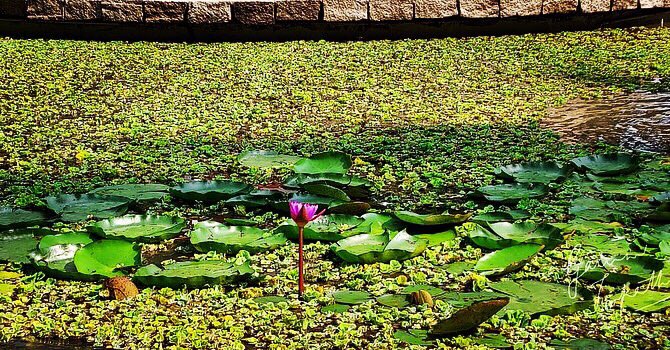 gauravmibm's tweet image. These pictures of #waterlillies inspires me where the leaves come close to each other, cover the gaps holding each others back...
.
.
.
.
.
#teamworkmakesthedreamwork 
#leadershipmatters 
#natureateacher 
#motivation 
#walktooffice 
#infybangalore