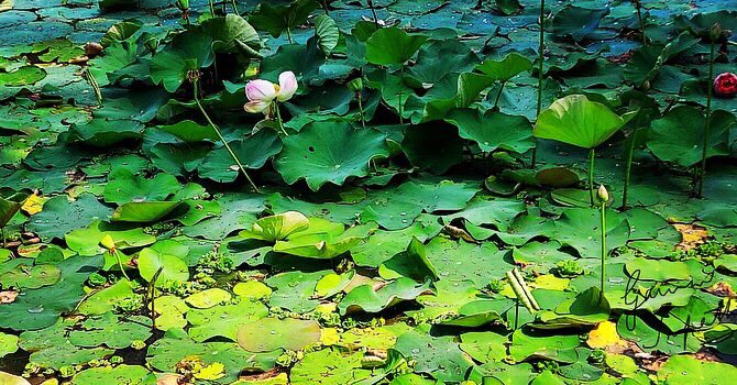 gauravmibm's tweet image. These pictures of #waterlillies inspires me where the leaves come close to each other, cover the gaps holding each others back...
.
.
.
.
.
#teamworkmakesthedreamwork 
#leadershipmatters 
#natureateacher 
#motivation 
#walktooffice 
#infybangalore