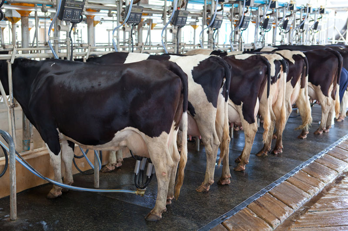 WorldlyHQ's tweet photo. If you are interested in modern cow farming for milk production, please like and retweet! https://t.co/V1EejlmS8u