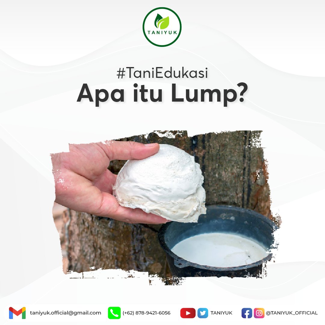 taniyuk's tweet photo. Lump adalah gumpalan getah karet yang tertampung di dalam cup atau wadah dan telah masuk ke fase fermentasi atau pembusukan. Taniyuk juga menerima setoran lump dari petani dengan harga yang cukup tinggi dan stabil.
TANIYUK, BUKTIKAN!
#taniyuk #taniyukforreal #taniyukbuktikan https://t.co/v67bomku6z