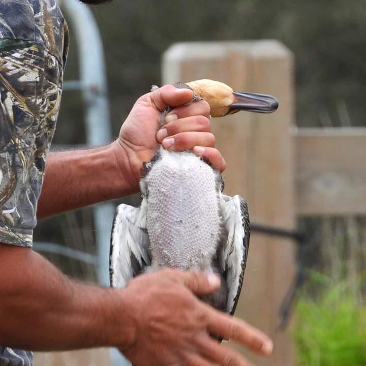 GeelongDuckRescue tweet media