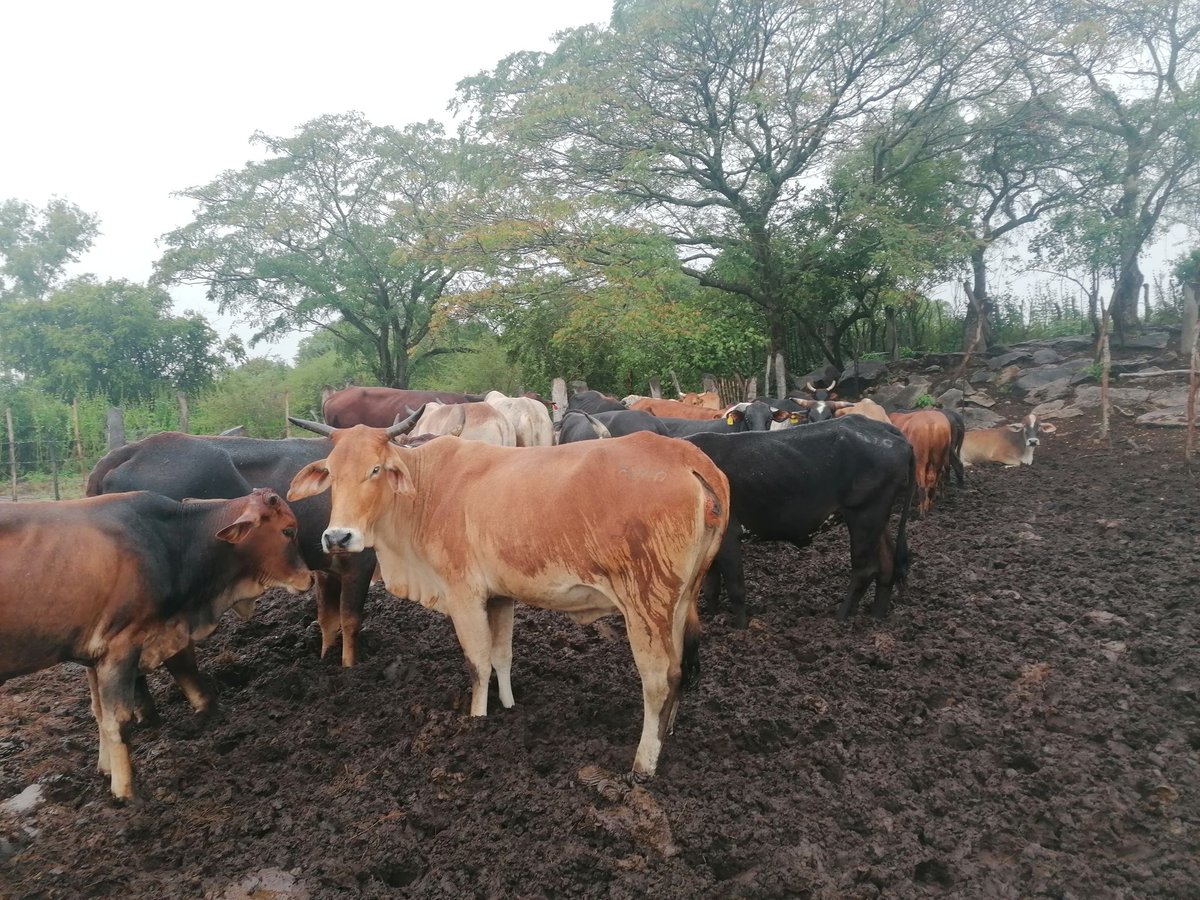 EcologyAgro's tweet photo. We look straight ahead https://t.co/GXhxFcVXYk