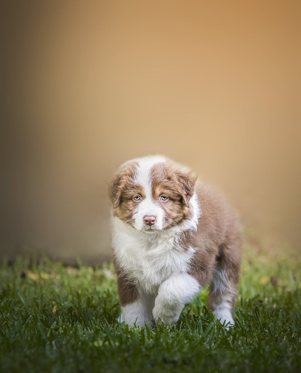 Courtraits tweet media