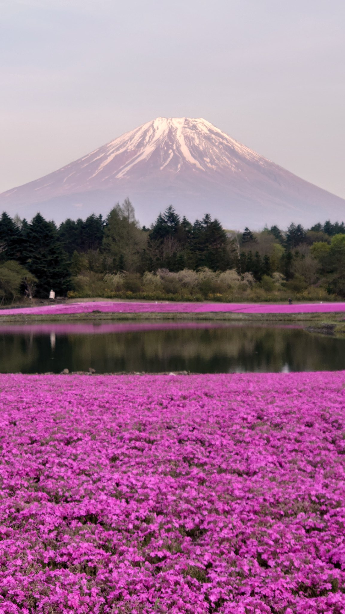 تويتر 阿耶 على تويتر 富士山と芝桜 渋滞で車に13時間閉じ込められた苦労を代償に撮ってきた写真だよ 涙 T Co Bibp4ctkrb