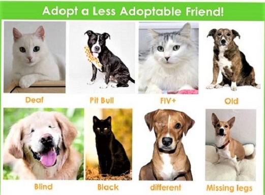 💞Adopt a less adoptable pet! #AdoptaLessAdoptablePet💞
💗Check out your local shelter & Adopt your new best friend.💗
💚#AdoptASeniorPet #BlindCatsRock #Tripawd
💗#AdoptDontShop #AdoptAspecialneedsPet
💚#AdoptABlackDog #AdoptABlackCat #DeafDogsRock
💗#PurrfectlyImperfect💗