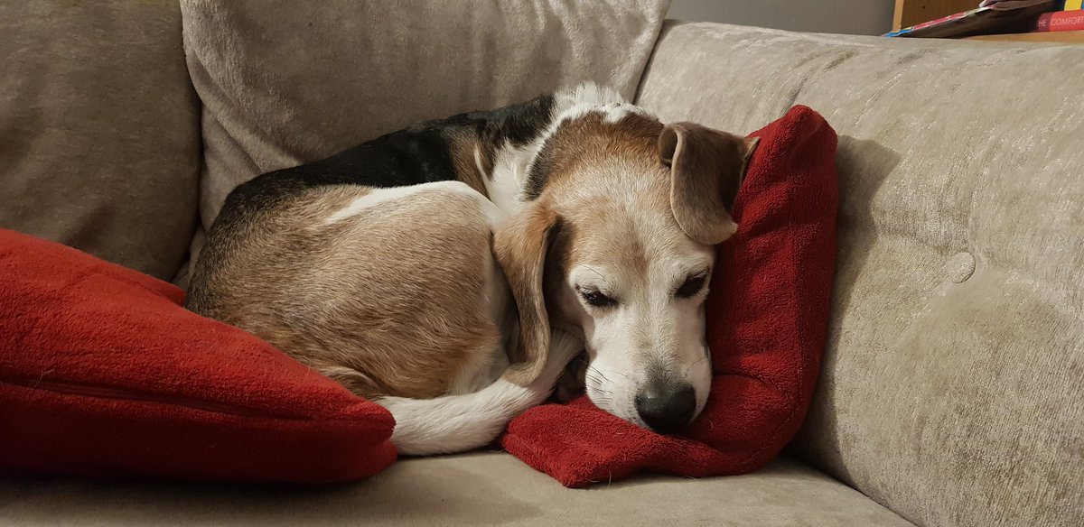 BarneyTBeagle's tweet photo. @rescuedogdexter Happy birthday Dex! Sending earlicks. https://t.co/QSZ2xYbtWx