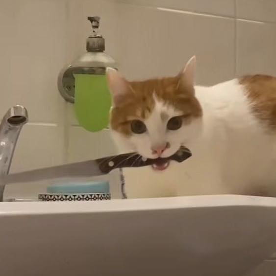 RT @TranslatedCats: Try to take a shower. https://t.co/YYiRpvURHu