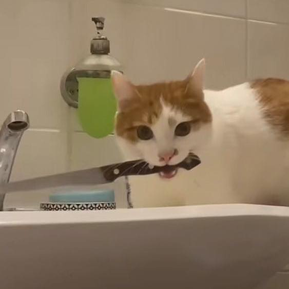 TranslatedCats's tweet photo. Try to take a shower. https://t.co/YYiRpvURHu