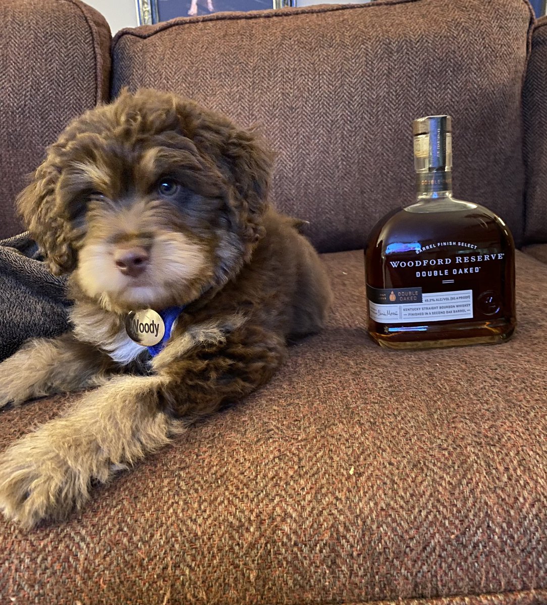 kggmd's tweet photo. Proud of @izzy_gati for the name she picked for her new dog in honor of Kentucky and keeping our family tradition. Meet Woodford (Woody)@WoodfordReserve https://t.co/2kE5xdb3LB
