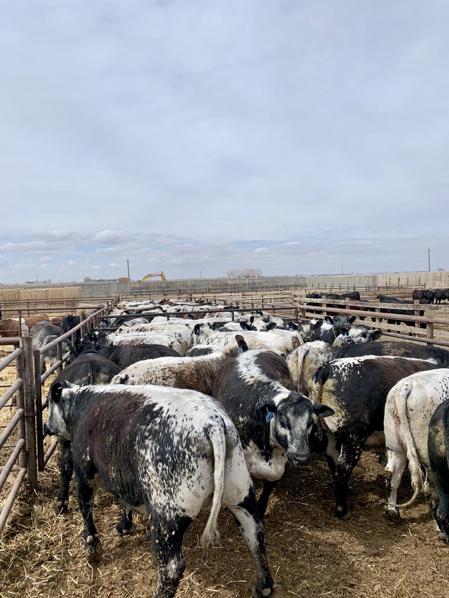 MattSlingerlan1's tweet image. Feed them long enough they marble on the outside. #beef