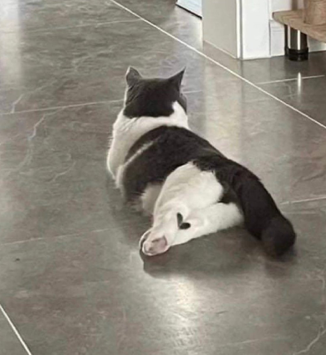 bib 🐥☕️ now on VGen! tweet media