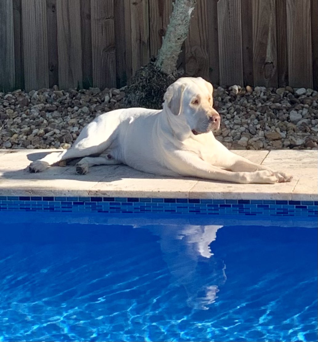 Soaking up some of that South Florida sun. #poolside #suntan #southflorida #beautifulweather #relaxing #reflections #labradors #yellowlabs #therapydog #dogs #dogsoftwitter
