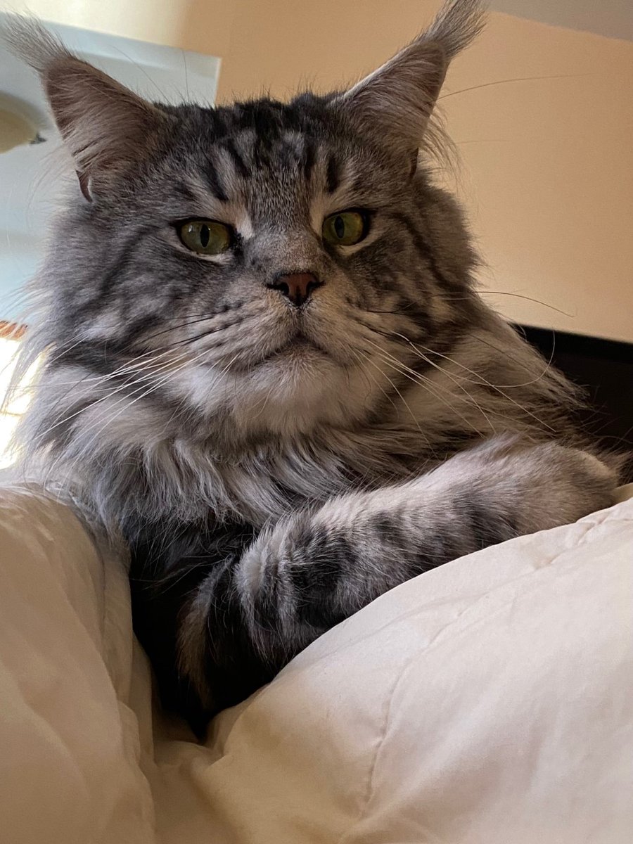 Catingaround tweet media