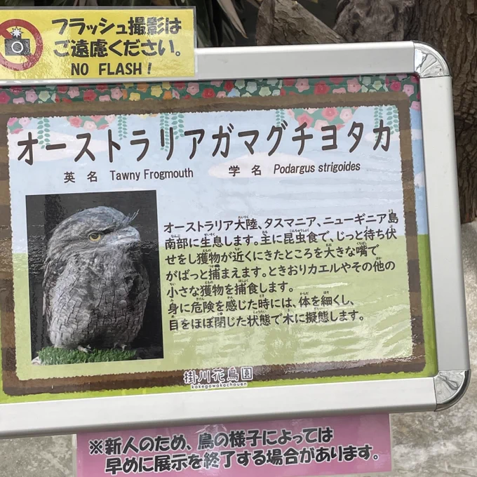 かっこいい鳥

サンレッドでも出したいなあ 