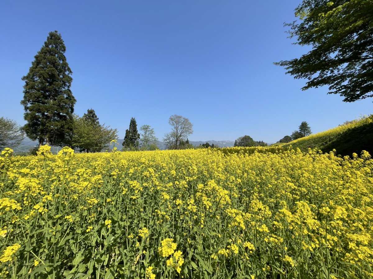 274 フレーム切手 北信濃 菜の花だより 飯山市菜の花公園 円ｘ10 Sale 62 Off