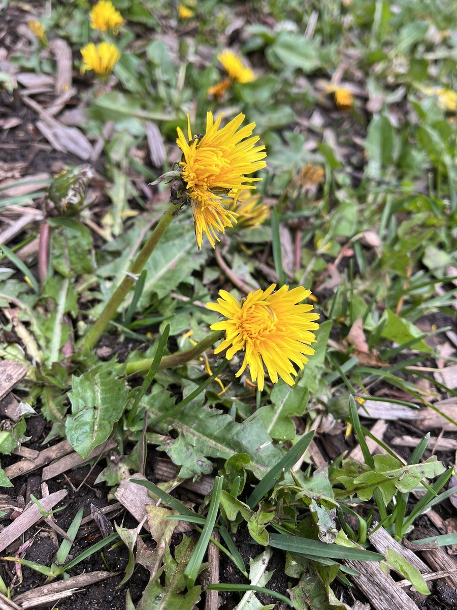 mmedare's tweet photo. I appreciate opportunities to connect with colleagues and with this land we live on. Our last Ntakmen Calendar book club meeting of the year was all about the versatile dandelion🌼 Thx @DonnaMorgan8 @MadCompass @Kristina_Carley #bOutside #staffdevelopment https://t.co/fvmiZAZPWi