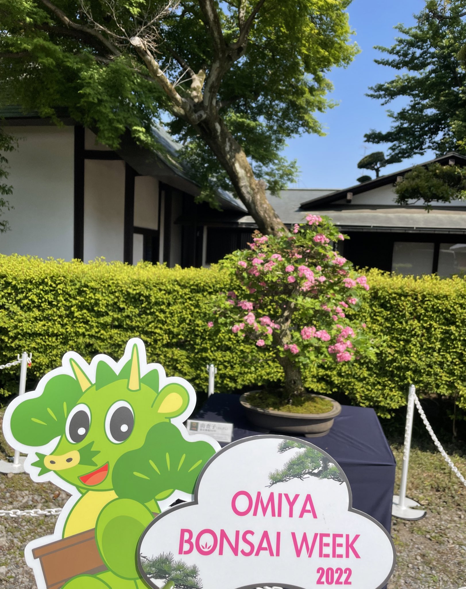 大宮盆栽ウィーク Omiyabonsaiweek Twitter