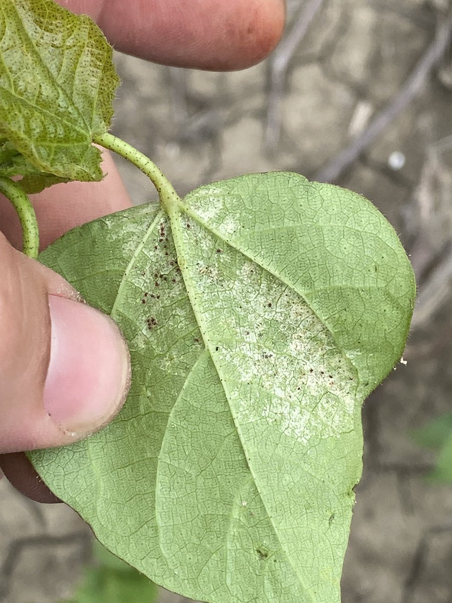 I had a mitey fun time scouting #COTTON today. Crop is progressing nicely here in #centralTexas, but could use a drink. #insect pests are increasing.