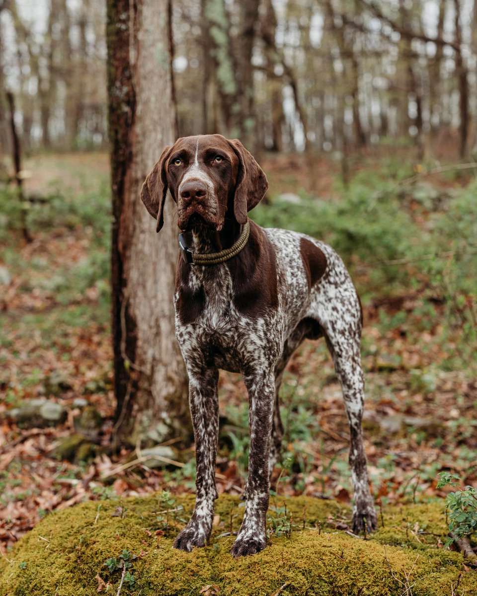 Has spring sprung by you? #spring #dogs