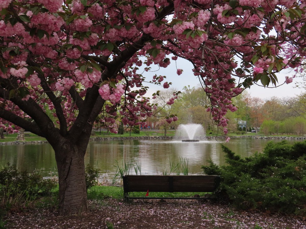 I'm not ready to give up this view
Mindowaskin Park, Westfield, NJ
#newjersey #cherryblossom