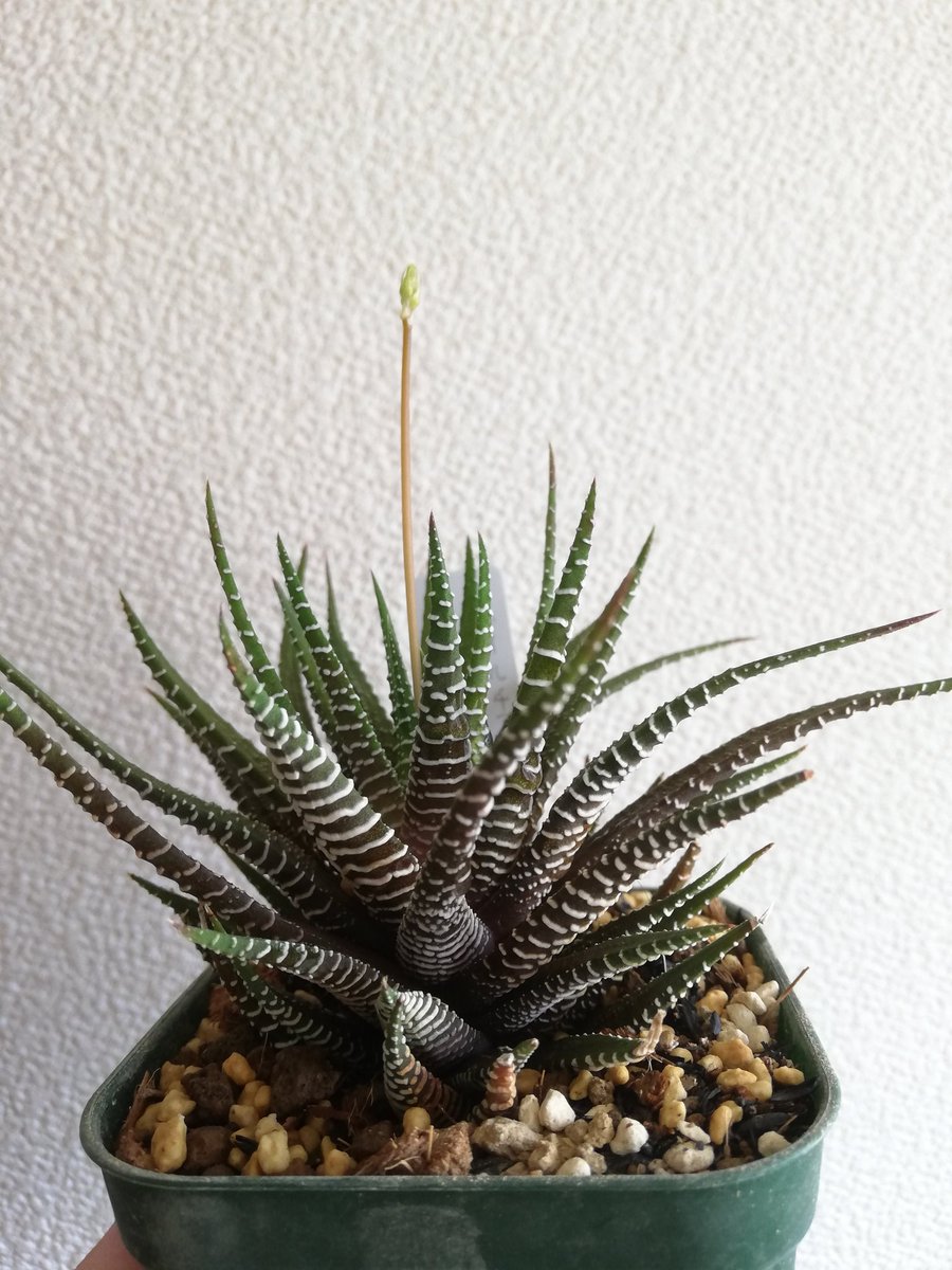 ハオルチアの交配のやり方について 花の受粉作業やってみました 植物のタナログ