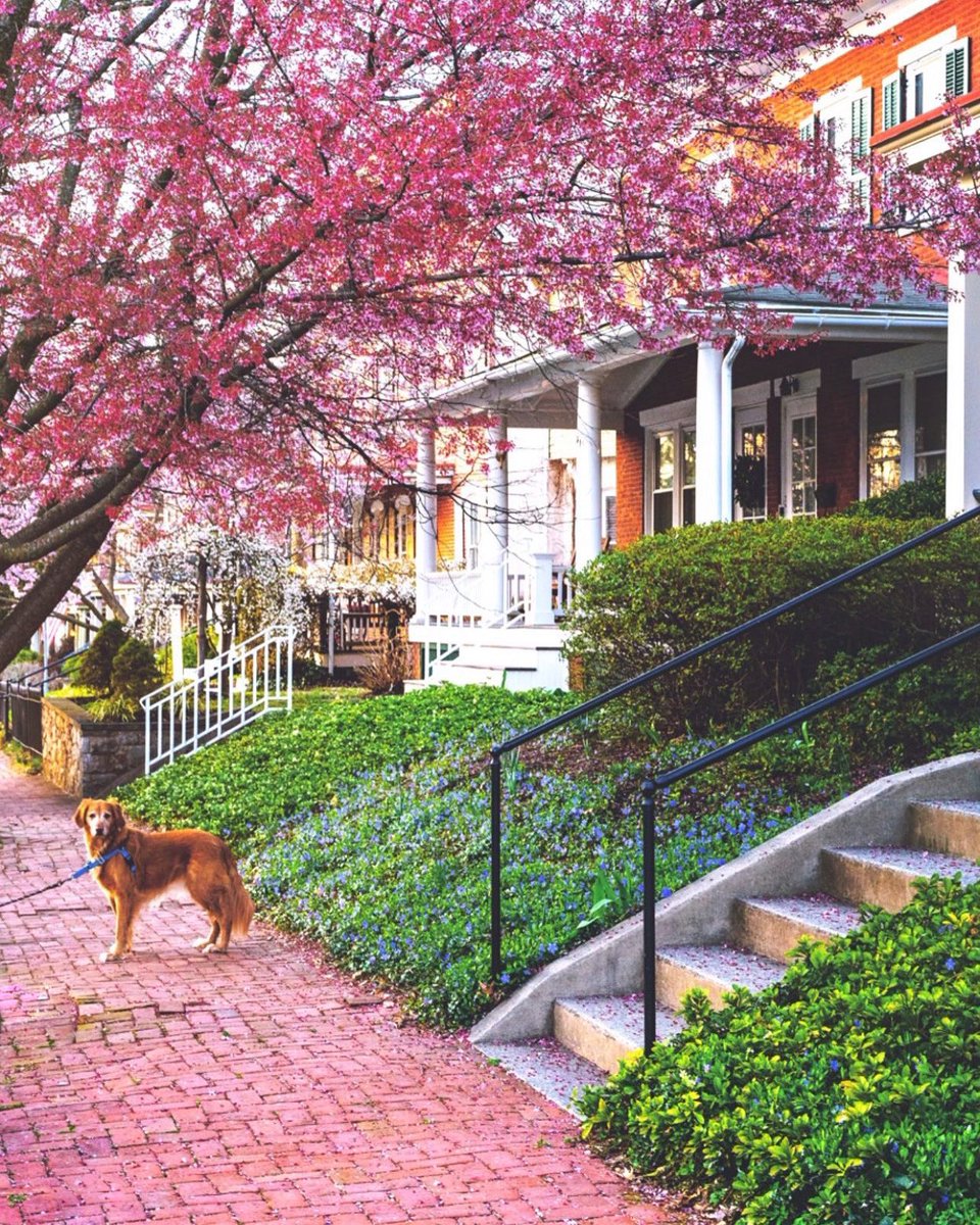 Spring blooms and golden retrievers