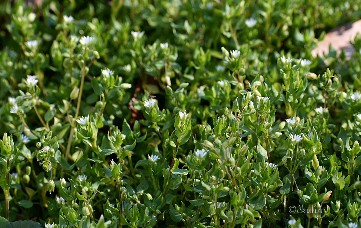 catjkuhn's tweet image. #MayPatternChallenge