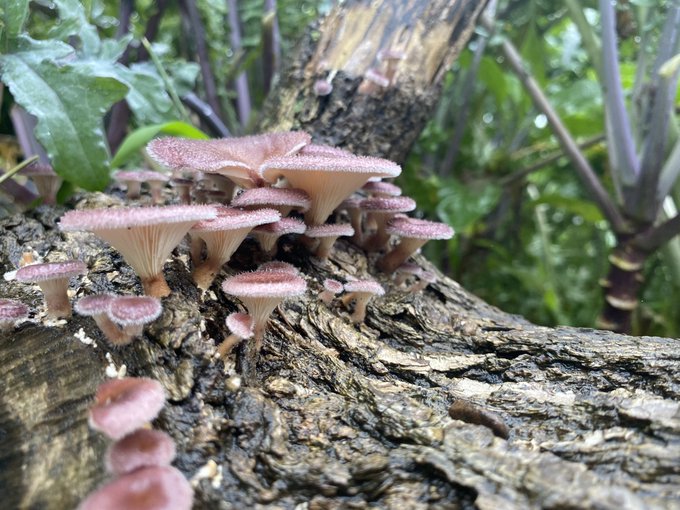 From a mushroom forage last year https://t.co/PP6wQkIQAt