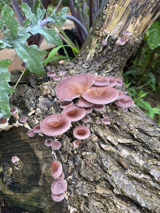 From a mushroom forage last year https://t.co/PP6wQkIQAt