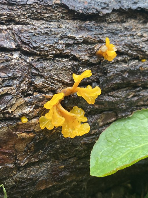 From a mushroom forage last year https://t.co/PP6wQkIQAt