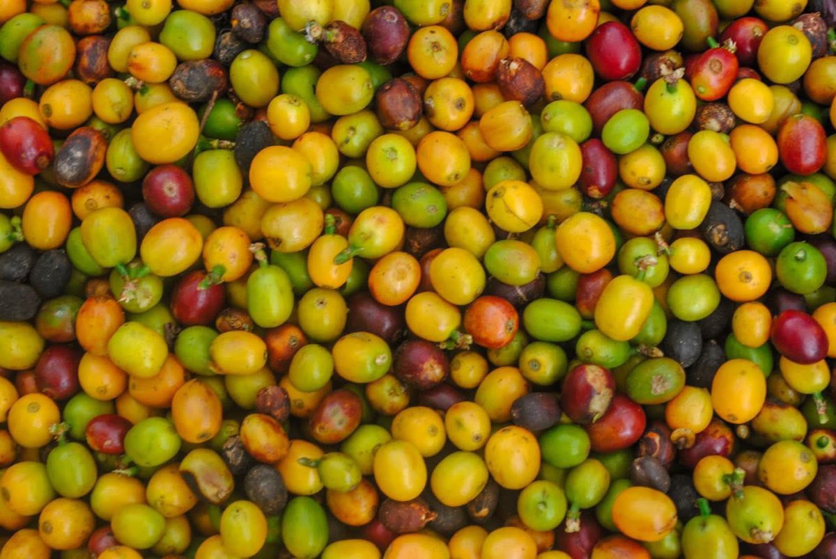 #4May ¡LARA PRIMER ESTADO PRODUCTOR DE CAFÉ! contamos con 26.187 productores que nos permite mantener 42 mil hectáreas de café que equivalen a aproximadamente 500 mil quintales, aunado a la exportación de más de 1.000 tn del rubro por medio del Puerto Seco. #VenezuelaProductiva